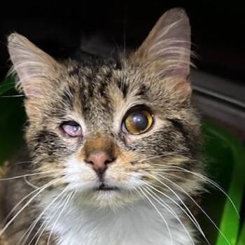 Domestic Long Hair Cats Available for Adoption - Toast | PetCurious