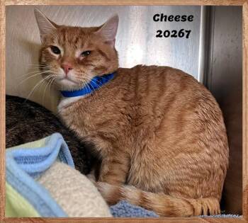 CHEESE see also MAC -  Domestic Short Hair and Tabby Cat for Adoption in Marietta, Georgia - CHEESE See Also MAC | PetCurious