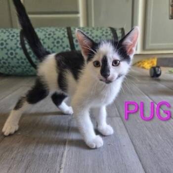 Pug -  Domestic Short Hair Cat for Adoption in Bentonville, Arkansas - Pug | PetCurious