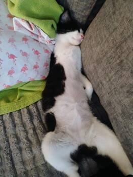 Pogo -  Domestic Short Hair Cat for Adoption in Ruskin, Florida - Pogo | PetCurious