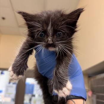 Flask -  Domestic Medium Hair Cat for Adoption in Lynchburg, Virginia - Flask | PetCurious