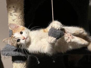 Tori -  Domestic Short Hair Cat for Adoption in St. Peters, Missouri - Tori | PetCurious