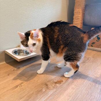 Domestic Medium Hair Cats Available for Adoption in Saint Charles, Missouri - Izzy | PetCurious