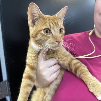 Orange Juice -  Domestic Short Hair Cat for Adoption in Gadsden, Alabama - Orange Juice | PetCurious