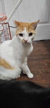 Rescue Turkish Van Cats for Adoption in Biloxi, Mississippi - Blaze | PetCurious