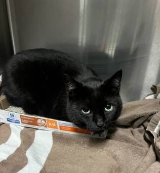 Rescue Domestic Short Hair Cats for Adoption in Fallston, Maryland - Angel Cake | PetCurious