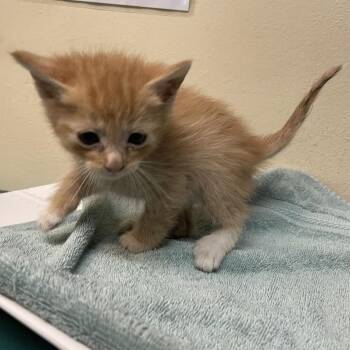 Cheddar -  Domestic Short Hair Cat for Adoption in Pasadena, California - Cheddar | PetCurious