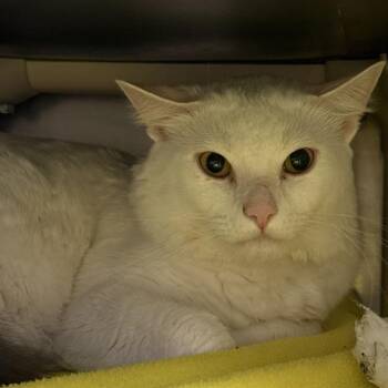 Domestic Short Hair Cats Available for Adoption in Las Vegas, Nevada - LUN | PetCurious