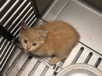 A1271472 -  Domestic Short Hair Cat for Adoption in Charlotte, North Carolina - A1271472 | PetCurious