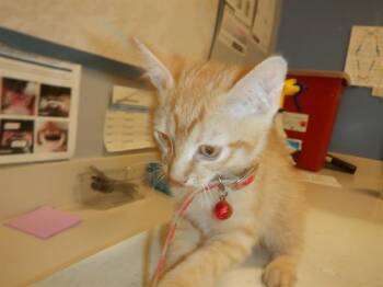 Domestic Short Hair Cats Available for Adoption in San Jose, California - A1408085 | PetCurious