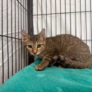 Mascara Dorada -  Domestic Short Hair Cat for Adoption in Lakeland, Florida - Mascara Dorada | PetCurious