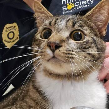 Armada -  Domestic Short Hair Cat for Adoption in Bristol, Indiana - Armada | PetCurious