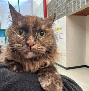 ZOEY MARIE -  Domestic Long Hair and Domestic Short Hair Cat for Adoption in Anchorage, Alaska - ZOEY MARIE | PetCurious