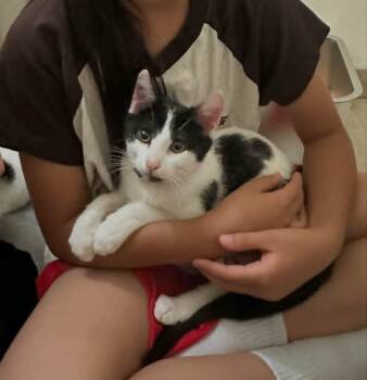 Maybelline -  Domestic Short Hair Cat for Adoption in Santa Clara, California - Maybelline | PetCurious