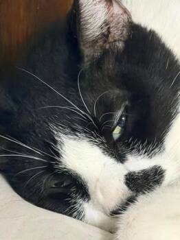 Mister -  Domestic Short Hair Cat for Adoption in Liverpool, Texas - Mister | PetCurious