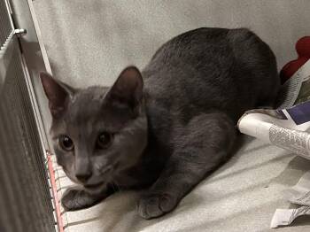 Rescue Domestic Short Hair Cats for Adoption in Mason City, Iowa - Hex | PetCurious