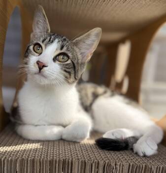 Rescue Domestic Short Hair Cats for Adoption in Dover, Delaware - Olive | PetCurious