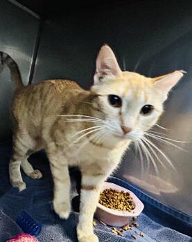 Domestic Short Hair Cats Available for Adoption - Jolene | PetCurious