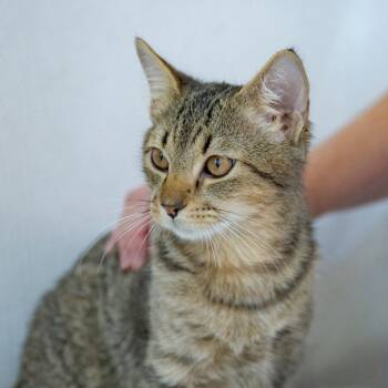 Balder -  Domestic Short Hair Cat for Adoption in Chapel Hill, North Carolina - Balder | PetCurious