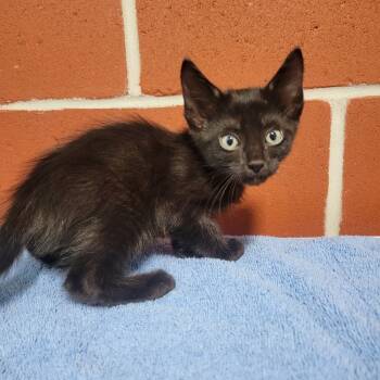 Rescue Domestic Medium Hair Cats for Adoption in Cabot, Arkansas - Freckle | PetCurious