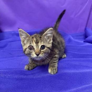 Gravy -  Domestic Short Hair Cat for Adoption in North Myrtle Beach, South Carolina - Gravy | PetCurious