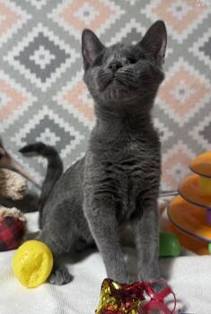 Rescue Domestic Short Hair Cats for Adoption in Jackson, Georgia - Kenna | PetCurious