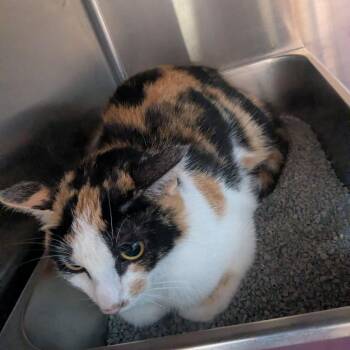 Jellyfish -  Domestic Short Hair Cat for Adoption in Shinnston, West Virginia - Jellyfish | PetCurious