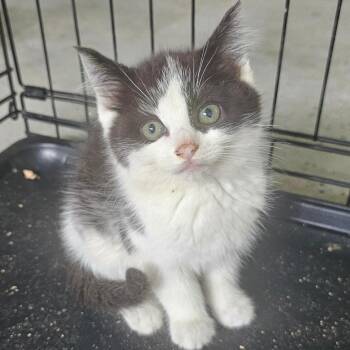 Saber -  Domestic Short Hair Cat for Adoption in Hedgesville, West Virginia - Saber | PetCurious