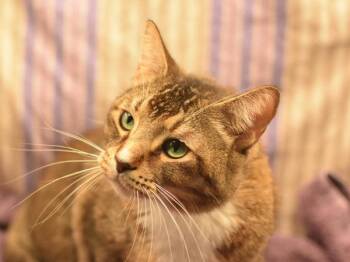 Domestic Short Hair Cats Available for Adoption in Portland, Oregon - Lincoln | PetCurious