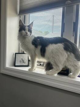 Pandora -  Maine Coon Cat for Adoption in Absecon, New Jersey - Pandora | PetCurious