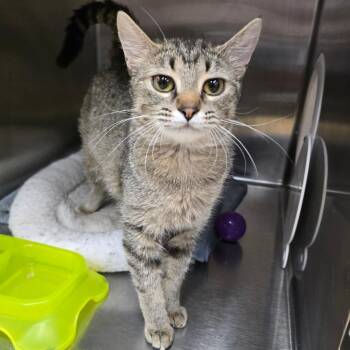 Domestic Short Hair Cats Available for Adoption in Spokane, Washington - Mina | PetCurious