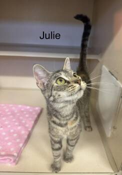 Tiger and Calico Cats Available for Adoption in Ulster, Pennsylvania - Julie | PetCurious