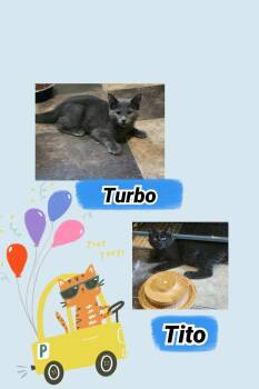 Rescue Domestic Short Hair Cats for Adoption in Oregon, Wisconsin - TURBO & TITO | PetCurious