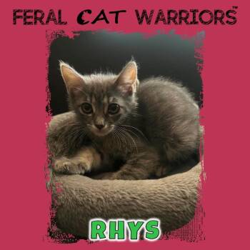 Rhys -  Domestic Short Hair Cat for Adoption in Squamish, British Columbia - Rhys | PetCurious
