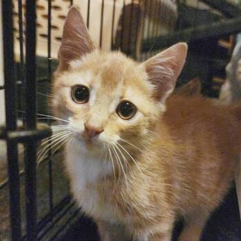 Queso -  Domestic Short Hair Cat for Adoption in Providence, Rhode Island - Queso | PetCurious