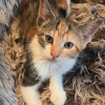 Serrano -  Domestic Short Hair Cat for Adoption in Warr Acres, Oklahoma - Serrano | PetCurious