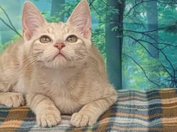 Rescue Tabby and Domestic Short Hair Cats for Adoption in Republic, Washington - Ghirardelli | PetCurious