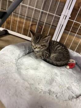 Melon -  Domestic Short Hair Cat for Adoption in Fredericton, New Brunswick - Melon | PetCurious