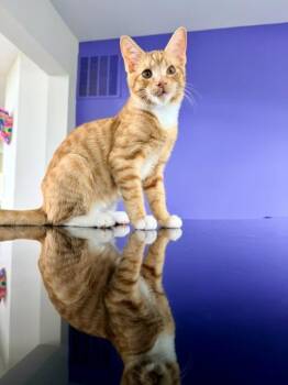 Mango -  Domestic Short Hair Cat for Adoption in Cincinnati, Ohio - Mango | PetCurious