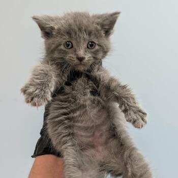 Prince -  Domestic Medium Hair Cat for Adoption in Portage, Michigan - Prince | PetCurious