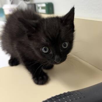 Onyx -  Domestic Short Hair Cat for Adoption in Buellton, California - Onyx | PetCurious