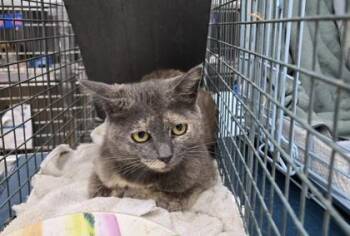 Domestic Short Hair Cats Available for Adoption in Gainesville, Florida - Missy Elliot | PetCurious