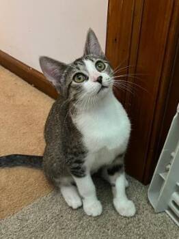 Raine -  Domestic Short Hair Cat for Adoption in Mokena, Illinois - Raine | PetCurious