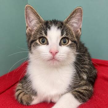 Lays -  Domestic Short Hair Cat for Adoption in Pontiac, Michigan - Lays | PetCurious