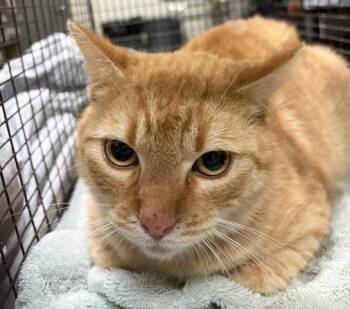 Domestic Short Hair Cats Available for Adoption in Pensacola, Florida - GREGORY | PetCurious