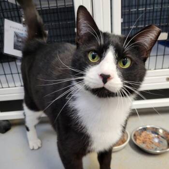 Domestic Short Hair Cats Available for Adoption in New York, New York - Obi-Wan Kenobi | PetCurious