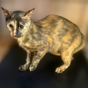 Rescue Domestic Short Hair Cats for Adoption in Austin, Texas - Squeeze | PetCurious