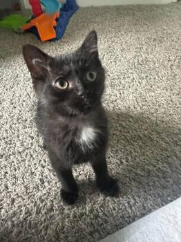 Jax -  Domestic Short Hair Cat for Adoption in Monticello, Indiana - Jax | PetCurious