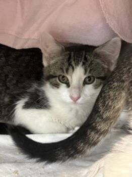 Blossom -  Domestic Short Hair Cat for Adoption in Morristown, New Jersey - Blossom | PetCurious