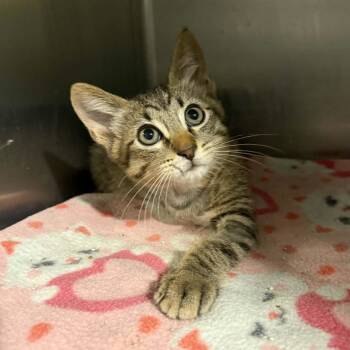 Warrick -  Tabby and Domestic Short Hair Cat for Adoption in Antioch, California - Warrick | PetCurious